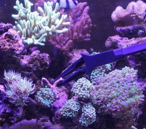 img 3 attached to 🐠 AquaticHI 27-Inch Aquarium Tongs - 100% Reef Safe - Multi-Purpose for Fresh & Saltwater Fish Tanks - Clip Plants, Spot Feed Fish & Coral - Keep Hands Dry