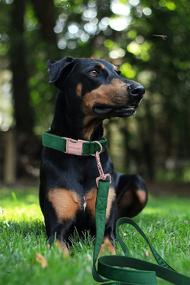 img 1 attached to 🐶 ARING PET Velvet Dog Collar and Leash Set: Luxuriously Soft and Adjustable Collars for Dogs