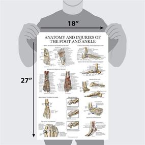 img 3 attached to Laminated Anatomy Injuries Ankle Poster