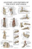 laminated anatomy injuries ankle poster logo