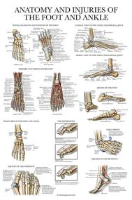 img 4 attached to Laminated Anatomy Injuries Ankle Poster