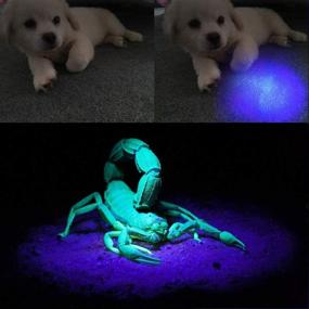 img 1 attached to 🔦 AHOME V1 UV Blacklight Flashlight with Magnetic Base & USB Rechargeable - 10W Black Light 395nm Ultraviolet LED Lamp, Ideal Scorpion Finder & Pet Urine Detector, Equipped with 3000mAh Battery and Charging Cable