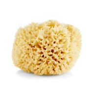 baudelaire caribbean wool sea sponge, 5.5 inches - individual piece logo