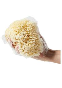 img 2 attached to Baudelaire Caribbean Wool Sea Sponge, 5.5 Inches - Individual Piece