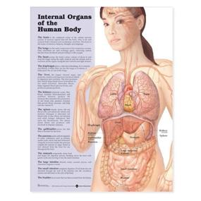 img 1 attached to 🧠 Comprehensive Internal Organs Human Anatomical Chart: A detailed visual guide to understanding the human body's internal systems