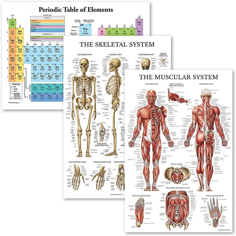 pack periodic elements muscular laminated 로고