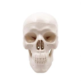 img 3 attached to Skull Model Medical Anatomical Education
