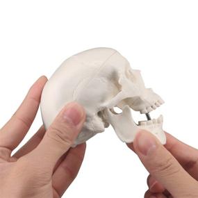 img 1 attached to Skull Model Medical Anatomical Education