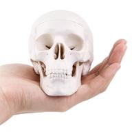 skull model medical anatomical education logo