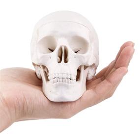 img 4 attached to Skull Model Medical Anatomical Education
