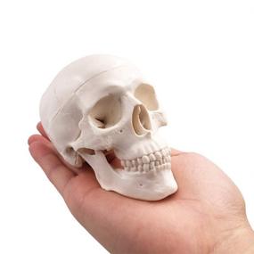 img 2 attached to Skull Model Medical Anatomical Education