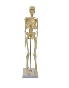 img 2 attached to Модель анатомии скелетаПодвижный скелет человека
