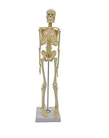 img 1 attached to Модель анатомии скелетаПодвижный скелет человека
