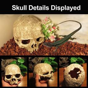 img 2 attached to Tfwadmx Resin Aquarium Skull Decor - Fish Tank Cave Decorations Hideout for Betta Fish & Reptiles - Perfect for Small Fish & Shrimp