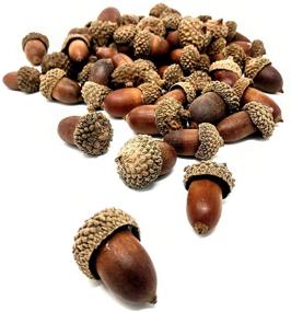 img 2 attached to R.E.C. Acorns: Versatile Half Pound Acorns and Caps for Crafts, Decorations, and Centerpieces!