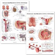 female reproductive system anatomical charts logo