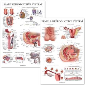 img 4 attached to Female Reproductive System Anatomical Charts