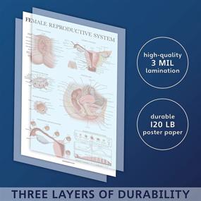 img 3 attached to Female Reproductive System Anatomical Charts