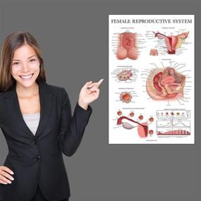 img 1 attached to Female Reproductive System Anatomical Charts