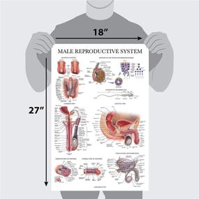 img 2 attached to Female Reproductive System Anatomical Charts