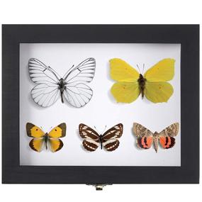 img 2 attached to 🐛 Insect Display: Enhance Science Education with Acrylic Entomology Specimens