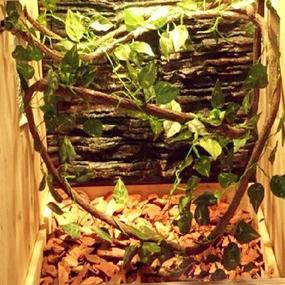 img 2 attached to 🦎 Versatile Tank Decor: PINVNBY Bearded Dragon Accessories for Reptiles, Hermit Crabs, and More!