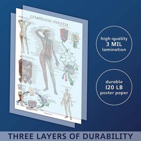 img 3 attached to Pack Circulatory Lymphatic Anatomical Laminated