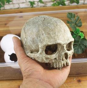 img 2 attached to 🐠 Hewnda Aquarium Decor: Resin Artificial Head Skeleton Decoration - Otaru Aquarium Decorative Cave Landscape for Pet Reptile House