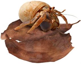 img 3 attached to 🌿 SunGrow Hermit Crab Large Indian Almond Leaves: Optimize Breeding with Dried Leaves for Enhanced Humidity