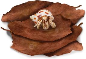 img 4 attached to 🌿 SunGrow Hermit Crab Large Indian Almond Leaves: Optimize Breeding with Dried Leaves for Enhanced Humidity