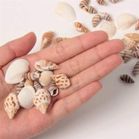 img 2 attached to 🐚 Ira Pollitt 200-210 Pieces Tiny Natural Mixed Ocean Sea Shells Miniature Beach Critter Seashells Variety Crafts for Arts & Crafts, Home Decoration, Fish Tank Vase Fillers (Pack of 4)