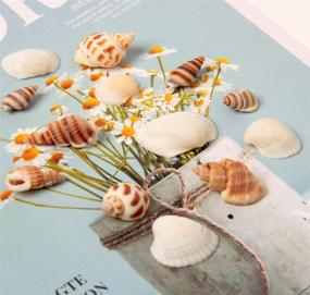 img 1 attached to 🐚 Ira Pollitt 200-210 Pieces Tiny Natural Mixed Ocean Sea Shells Miniature Beach Critter Seashells Variety Crafts for Arts & Crafts, Home Decoration, Fish Tank Vase Fillers (Pack of 4)