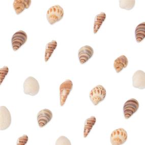 img 3 attached to 🐚 Ira Pollitt 200-210 Pieces Tiny Natural Mixed Ocean Sea Shells Miniature Beach Critter Seashells Variety Crafts for Arts & Crafts, Home Decoration, Fish Tank Vase Fillers (Pack of 4)