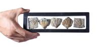 🦕 trilobite collections for educational purposes: authentic arthropod specimens logo