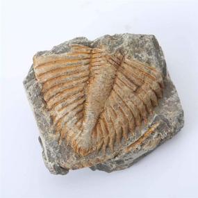img 3 attached to 🦕 Trilobite Collections for Educational Purposes: Authentic Arthropod Specimens