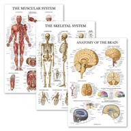 pack skeleton muscular anatomical laminated science education logo