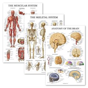 img 4 attached to Pack Skeleton Muscular Anatomical Laminated Science Education