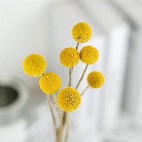 img 1 attached to 🌼 Yellow Billy Balls Dried Flowers - 40 Stems for DIY Flower Arrangements & Home Decor - 0.4-0.6inch Diameter Balls Bouquet Bundles - Dried Craspedia, Billy Buttons Yellow Balls Bouquet Bundles