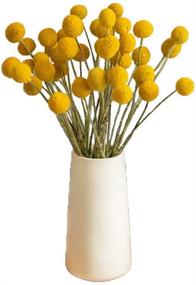 img 3 attached to 🌼 Yellow Billy Balls Dried Flowers - 40 Stems for DIY Flower Arrangements & Home Decor - 0.4-0.6inch Diameter Balls Bouquet Bundles - Dried Craspedia, Billy Buttons Yellow Balls Bouquet Bundles