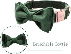 img 2 attached to 🐶 ARING PET Velvet Bowtie Dog Collar with Detachable Bowtie - Adjustable Collar for Girl and Boy Dogs