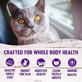 img 2 attached to 🐱 Wellness Complete Health Grain Free Dry Cat Food, Indoor, Adult, Chicken Recipe, Made in the USA, Natural, Enriched with Vitamins and Minerals, No Meat By-Products, No Fillers, No Artificial Flavors, No Preservatives.