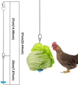 img 3 attached to 🍗 HYLYUN Chicken Hanging Feeder Toy Fruit Feeder for Hens Chicken, 2 PCS - Perfect for Large Birds and Pets