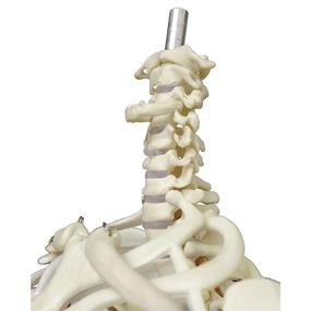 img 1 attached to 33.5 Inches Human Skeleton Model with Movable Limbs - Anatomical Model on Metal Stand + Colorful Chart
