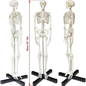 img 3 attached to 33.5 Inches Human Skeleton Model with Movable Limbs - Anatomical Model on Metal Stand + Colorful Chart