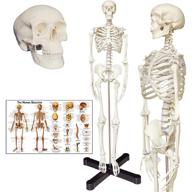 33.5 inches human skeleton model with movable limbs - anatomical model on metal stand + colorful chart logo