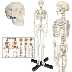 img 4 attached to 33.5 Inches Human Skeleton Model with Movable Limbs - Anatomical Model on Metal Stand + Colorful Chart