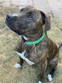 img 1 attached to 🍀 Stylish and Festive Native Pup St. Patrick's Day Dog Collars for Your Lucky Pooch