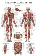 🧠 laminated muscular system anatomical poster - detailed muscle anatomy chart - double sided (18 x 27) logo