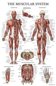 img 4 attached to 🧠 Laminated Muscular System Anatomical Poster - Detailed Muscle Anatomy Chart - Double Sided (18 x 27)
