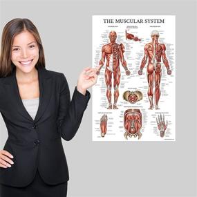img 2 attached to 🧠 Laminated Muscular System Anatomical Poster - Detailed Muscle Anatomy Chart - Double Sided (18 x 27)